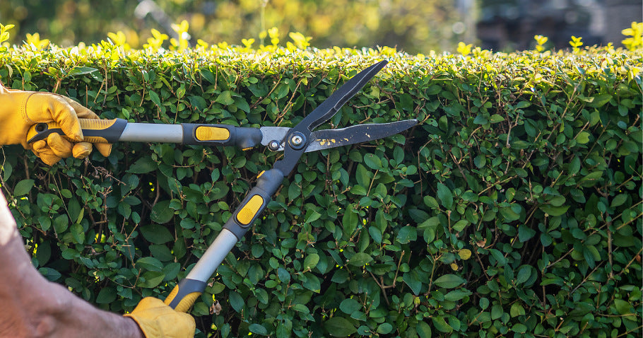 Eine Hecke korrekt schneiden mit Hilfe einer Gartenschere